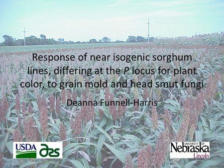 Response of near isogenic sorghum lines, differing at the P locus for plant color, to grain mold and head smut fungi Deanna Funnell-Harris.