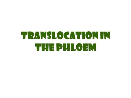 Translocation in the Phloem