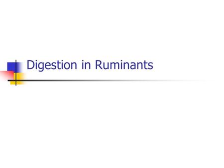 Digestion in Ruminants