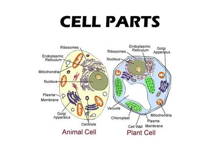 CELL PARTS.