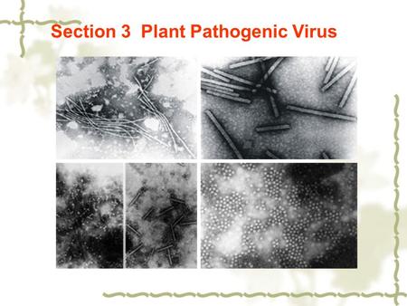 Section 3 Plant Pathogenic Virus. Definition of virus: Virus is a special particle usually consisting of nucleic acid molecule and coat proteins called.