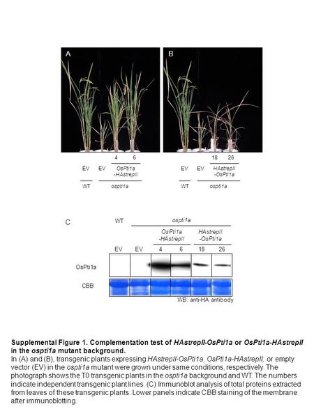 WT ospti1a EV 182646 HAstrepII -OsPti1a OsPti1a -HAstrepII OsPti1a CBB WB: anti-HA antibody BA C OsPti1a -HAstrepII 182646 EV ospti1aWT EV HAstrepII -OsPti1a.