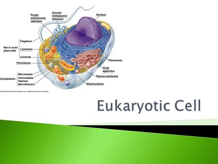  Nucleus: contains most of the genes that control entire cell 1. Nuclear envelope: double membrane, encloses nucleus, regulates molecular traffic by.