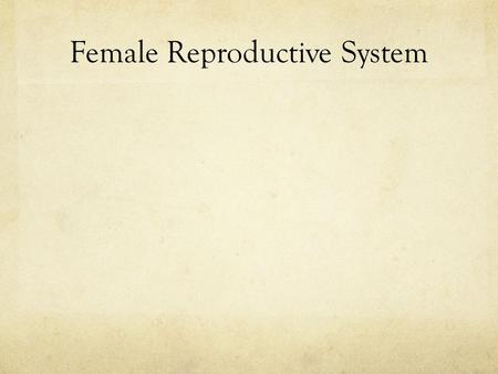 Female Reproductive System