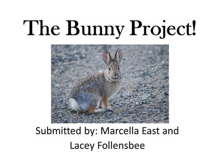 The Bunny Project! Submitted by: Marcella East and Lacey Follensbee.