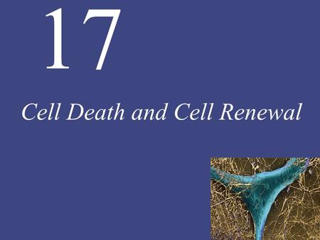 Cell Death and Cell Renewal