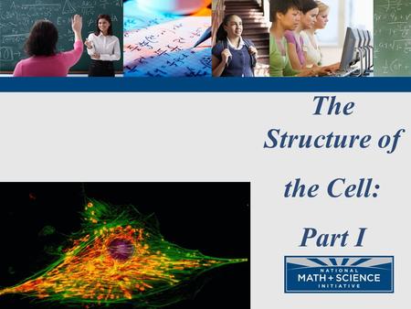 The Structure of the Cell: Part I. Cell Theory 1.The cell is the basic unit of life. 2.All living things are composed of cells 3.Cells only come from.