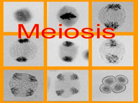 Meiosis is a process that reduces the amount of chromosomes in a cell to half the original amount Why would you want to reduce chromosomes to half? (check.