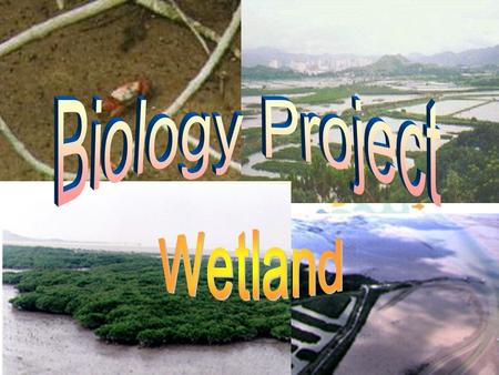 The term ‘wetland’, covers many inland, coastal and marine habitats, which share common features. They are places where land meets water, supporting specially.