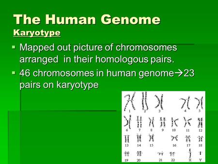 The Human Genome Karyotype  Mapped out picture of chromosomes arranged in their homologous pairs.  46 chromosomes in human genome  23 pairs on karyotype.