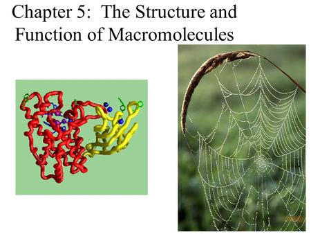 Chapter 5: The Structure and Function of Macromolecules.