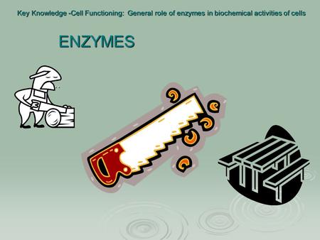 Key Knowledge -Cell Functioning: General role of enzymes in biochemical activities of cells … First, enzymes are highly specific. Like a wrench that will.