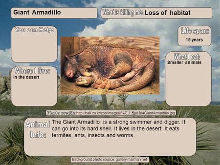 Giant Armadillo Loss of habitat Mak