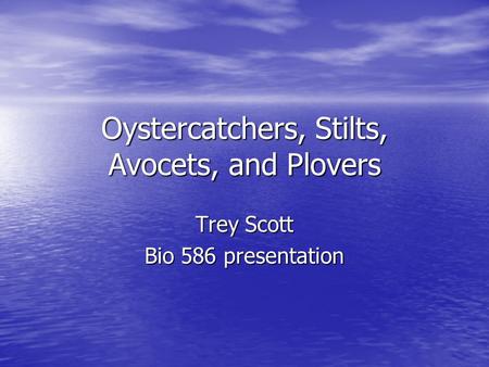 Oystercatchers, Stilts, Avocets, and Plovers Trey Scott Bio 586 presentation.