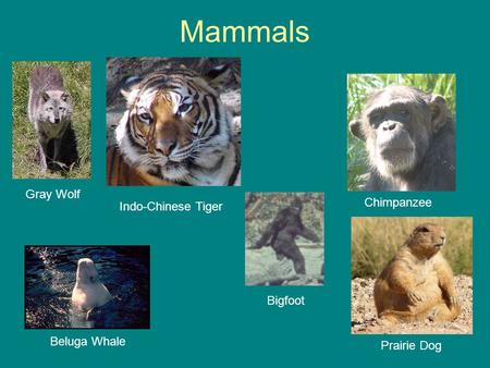 Mammals Chimpanzee Gray Wolf Beluga Whale Prairie Dog Indo-Chinese Tiger Bigfoot.