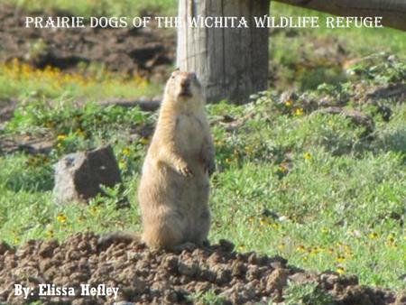 Prairie Dogs of the Wichita Wildlife Refuge By: Elissa Hefley.