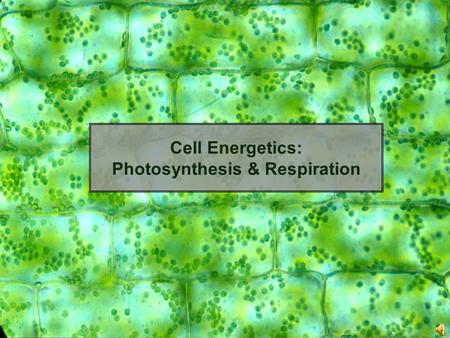 Cell Energetics: Photosynthesis & Respiration. Carbon Carbon forms millions of compounds, both simple and complex All living things contain carbon Living.