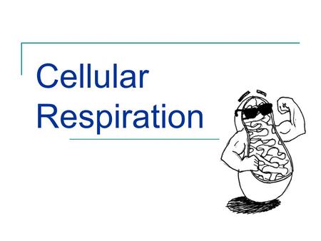 Cellular Respiration.