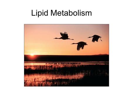 Lipid Metabolism. Overview Fatty acids (F.A.s) are taken up by cells. They may serve as: precursors in synthesis of other compounds fuels for energy production.