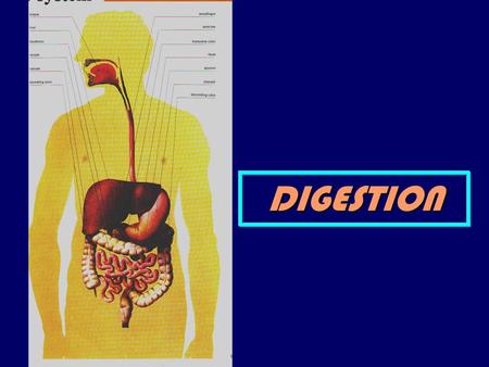 DIGESTION.