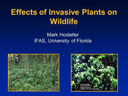 Effects of Invasive Plants on Wildlife Mark Hostetler IFAS, University of Florida.