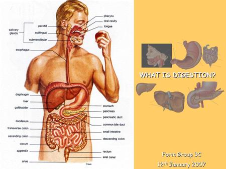 Form Group 3C 12 th January 2007 WHAT IS DIGESTION?