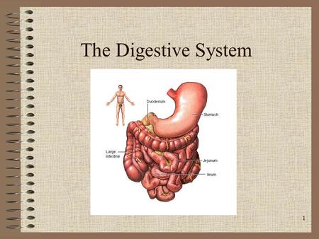 The Digestive System.