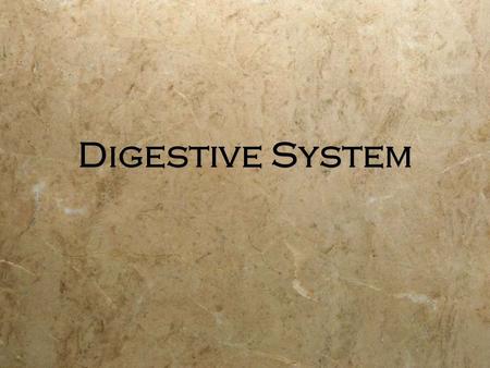 Digestive System.