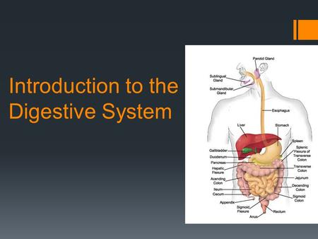 Introduction to the Digestive System