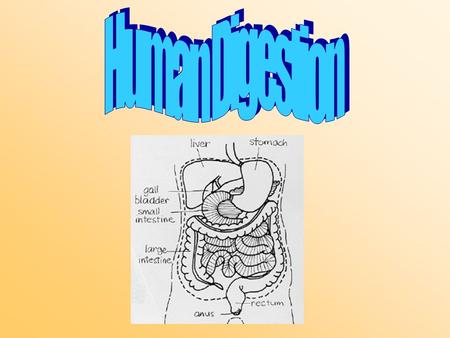 Human Digestion.