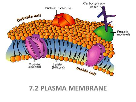 7.2 PLASMA MEMBRANE.