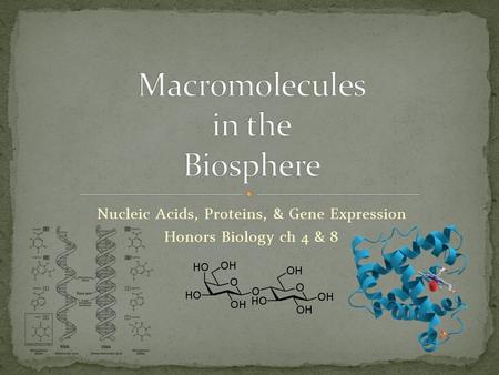 Nucleic Acids, Proteins, & Gene Expression Honors Biology ch 4 & 8.