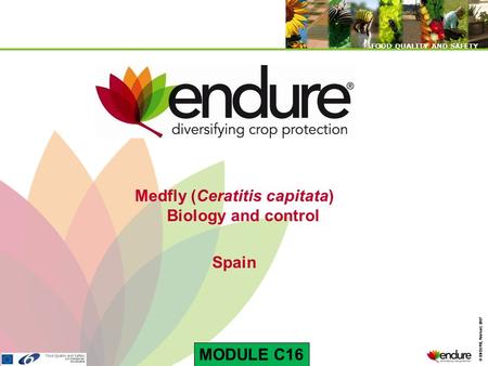 © ENDURE, February 2007 FOOD QUALITY AND SAFETY © ENDURE, February 2007 FOOD QUALITY AND SAFETY Medfly (Ceratitis capitata) Biology and control Spain MODULE.