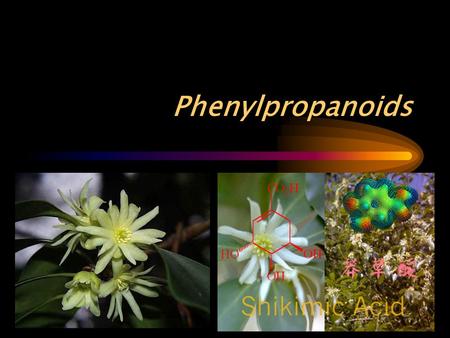 Phenylpropanoids. The reaction catalyzed by 3-deoxy-D-arabino-heptulosonate 7-phosphate synthase.