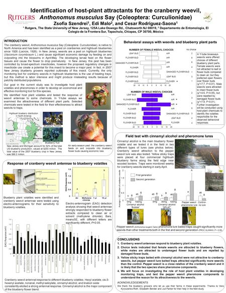 Electro-antennogram (EAG) detection analysis showing that weevil antennae strongly responded to blueberry flower extracts compared to clean air or solvent.