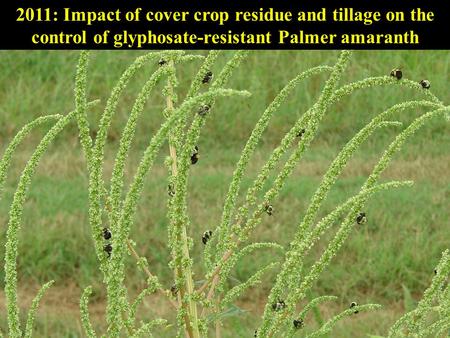 2011: Impact of cover crop residue and tillage on the control of glyphosate-resistant Palmer amaranth.