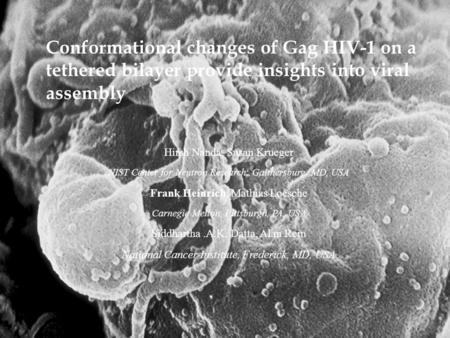 Conformational changes of Gag HIV-1 on a tethered bilayer provide insights into viral assembly Hirsh Nanda, Susan Krueger NIST Center for Neutron Research,