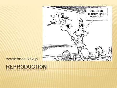 Accelerated Biology According to another theory of reproduction.