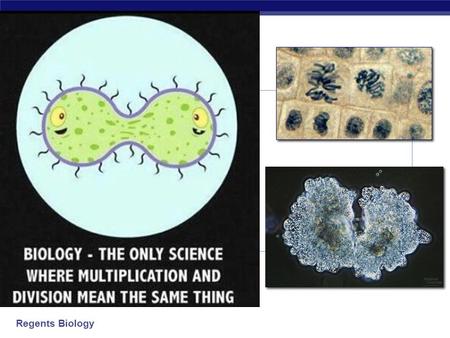 MITOSIS: Making New Cells Making New DNA