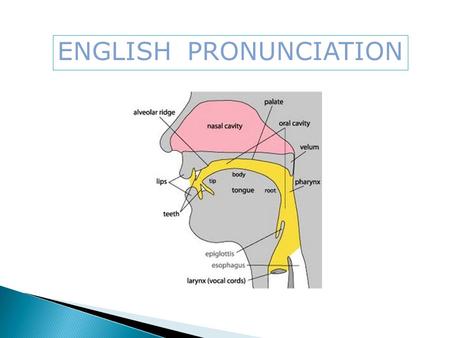 ENGLISH PRONUNCIATION. HOW TO PRONOUNCE –ED IN ENGLISH.