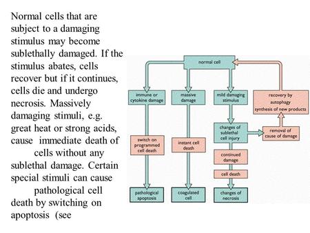 Normal cells that are subject to a damaging stimulus may become sublethally damaged. If the stimulus abates, cells recover but if it continues, cells die.