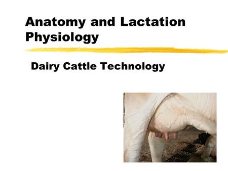 Anatomy and Lactation Physiology