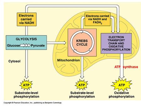 What is energy? ability to do work Cars need energy to move Animals need energy to grow, move, make noise, etc.