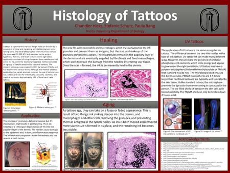 Histology of Tattoos Chandler Hicks, Stefanie Schutz, Paula Bang Trinity University Department of Biology Histology of Tattoos Chandler Hicks, Stefanie.