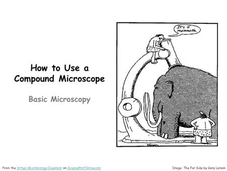 How to Use a Compound Microscope Basic Microscopy