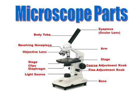 Eyepiece (Ocular Lens) Body Tube Revolving Nosepiece Arm Objective Lens Stage Stage Clips Coarse Adjustment Knob Fine Adjustment Knob Base Diaphragm Light.