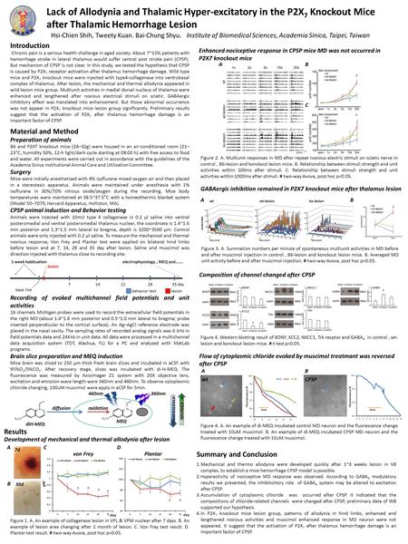 Lack of Allodynia and Thalamic Hyper-excitatory in the P2X 7 Knockout Mice after Thalamic Hemorrhage Lesion Hsi-Chien Shih, Tweety Kuan. Bai-Chung Shyu.