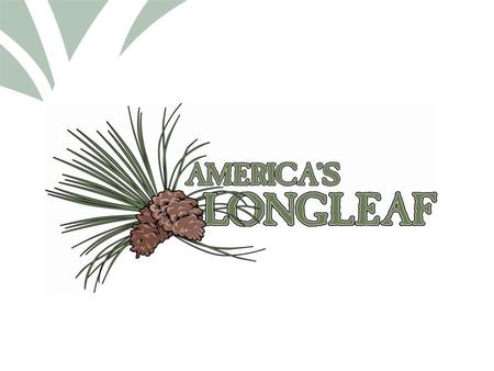 Click to edit Master title style. LONGLEAF PINE ECONOMICS Does Longleaf Pine Make Financial Sense?