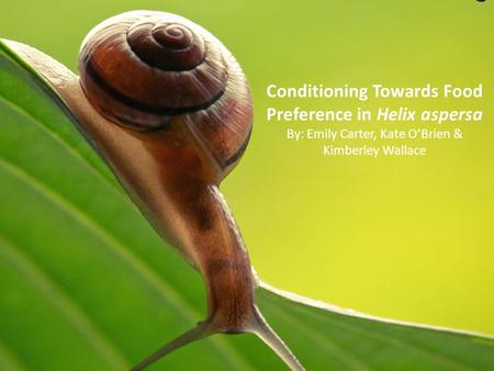 Conditioning Towards Food Preference in Helix aspersa By: Emily Carter, Kate O’Brien & Kimberley Wallace.