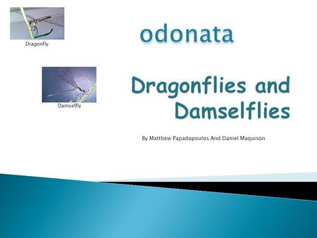 Dragonflies and Damselflies